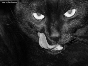 Blackcat1024x768 Witchcraft Wallpaper 1024x768 Blackcat1024x768 ...