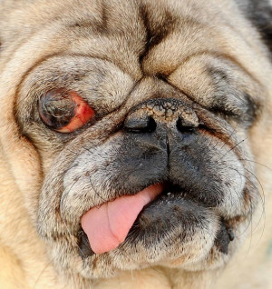 In pics: World's ugliest dog contest