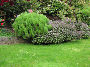 ... rosemary look like in the front garden: very butch, burly and