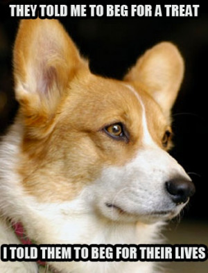 ... Funny Puppies, Dogs Funny, Dogs Sayings, Animal, Pembroke Welsh Corgis