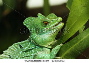Basiliscus Plumifrons Green