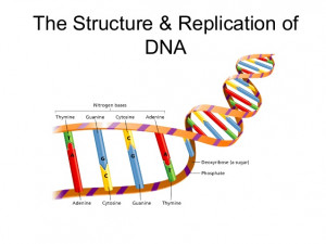 what are the sides of the dna ladder made of