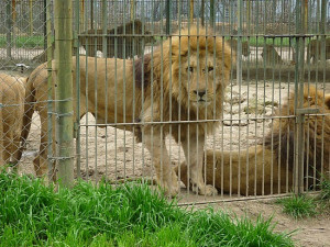 Lion Cage