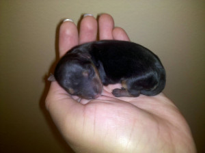 Our Newborn Yorkie ...that is all.