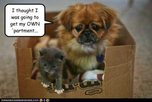 Cute Kitten and Puppy Share Box Apartment