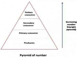 food chain pyramid worksheet