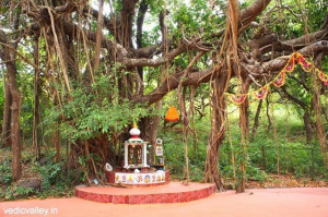 South India The Banyan Tree