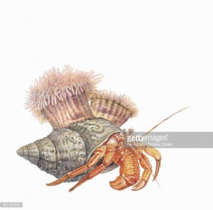 Related Pictures eulogy of a hermit crab summary writing a eulogy for ...