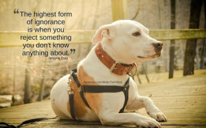Via Molly the Pit Bull