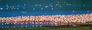Flamingoes4.jpg
