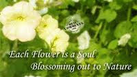 Each Flower Is a Soul Blossoming Out to Nature ~ Honesty Quote