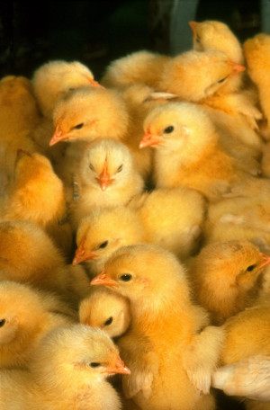 Baby Chicken Pictures, Images