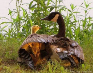 Baby geese huddled under momma's wing