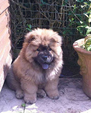 imgurBig fluffy teddy bear chow chow puppy, who wouldn’t want to ...