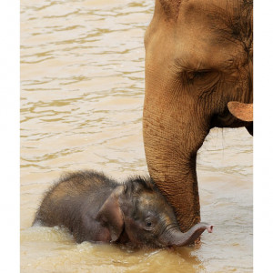 baby elephant plays in a river in their daily outing from the ...