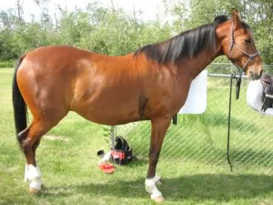 ... looking to do hunter jumpers and dressage with him think he d do well