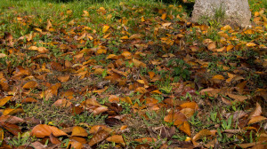 Crumbled leaves in the grass background