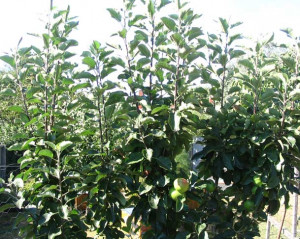 Pruning Trees and Shrubs