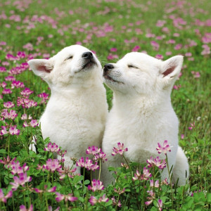 Two cute puppies playing in a flower filled meadow.