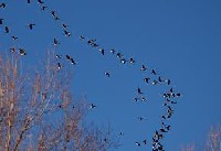 geese v formation