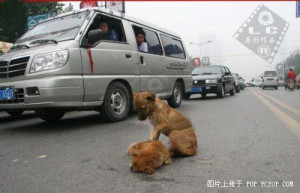 Loyalty In The Streets – Standing By Your Best Friend Through Life ...
