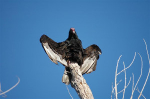 Birds Prey The Turkey Vulture