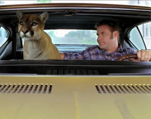 Riding with a cougar, I think I’m Ricky Bobby