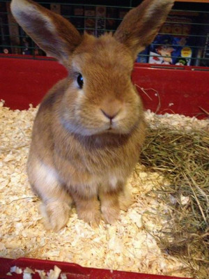 Allen and chivalry founded by trade, n formerly