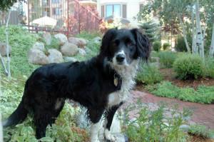 border collie mixed breeds