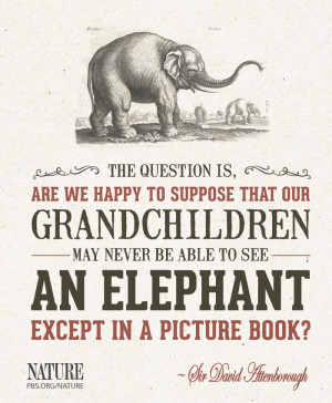 ... quotes elephant david attenborough earth wildlife conservative animal