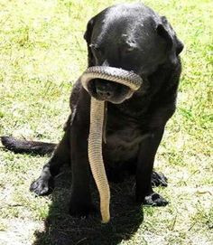 funny black lab pics | Black Lab Comes Home With Deadly Snake Wrapped ...