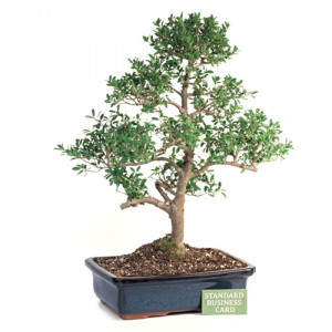 olive tree bonsai