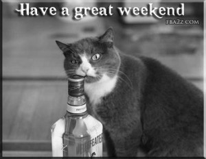 funny cat trying to open bottle funny cat happy caturday