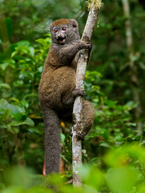 Lemur Quotes Pictures