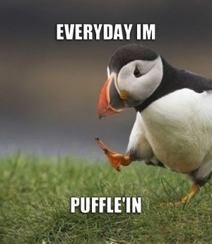 Musically inclined puffin