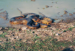 anaconda snake wallpapers 800 x 552 553 kb jpeg courtesy of quoteko ...