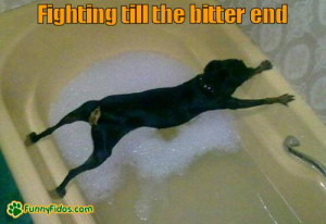 funny dog picture fighting till the bitter end