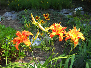 tiger lilies in our garden