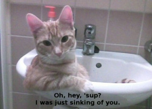 funny, funny pictures, cat, funny cats, I was just sinking of you