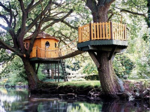 ... tree house in my backyard unfortunately for me all of the tree s we