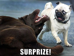 Surprised Pug