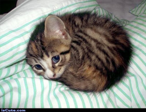 ... jack o lantern pocket kitten teeny kitten in sleeve pocket kitten ball