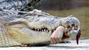 Don't Bite the Hand that Feeds