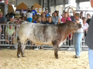 ... with Cool-Rock Tank, a bred and owned steer sired by American Muscle