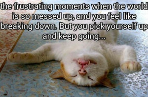 funny #frustration #world #fallingdown #frustrating #cat #tabby # ...
