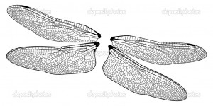 and a dragonfly wings dragonfly studies of dragonfly wings fill up the ...