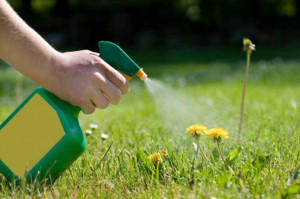 Selective Grass Herbicides include herbicides that target particular ...