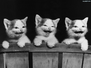 Kotki, Trzy, Śmieszne