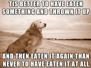 funny-picture-dog-beach-thinking-eat