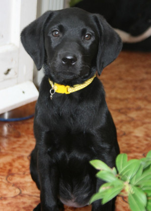 female black labrador puppy